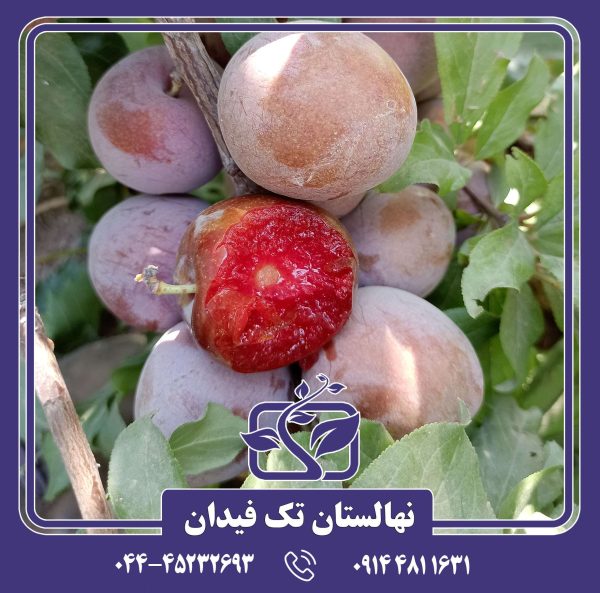 نهال آلو الفانت