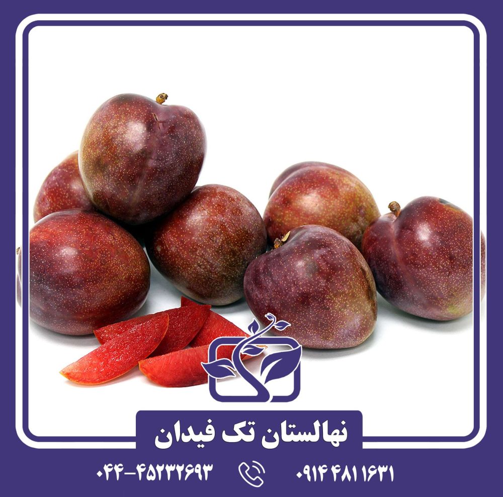 نهال آلو الفانت