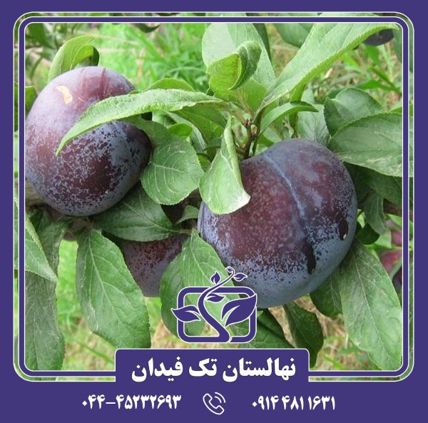 نهال آلو انجیری