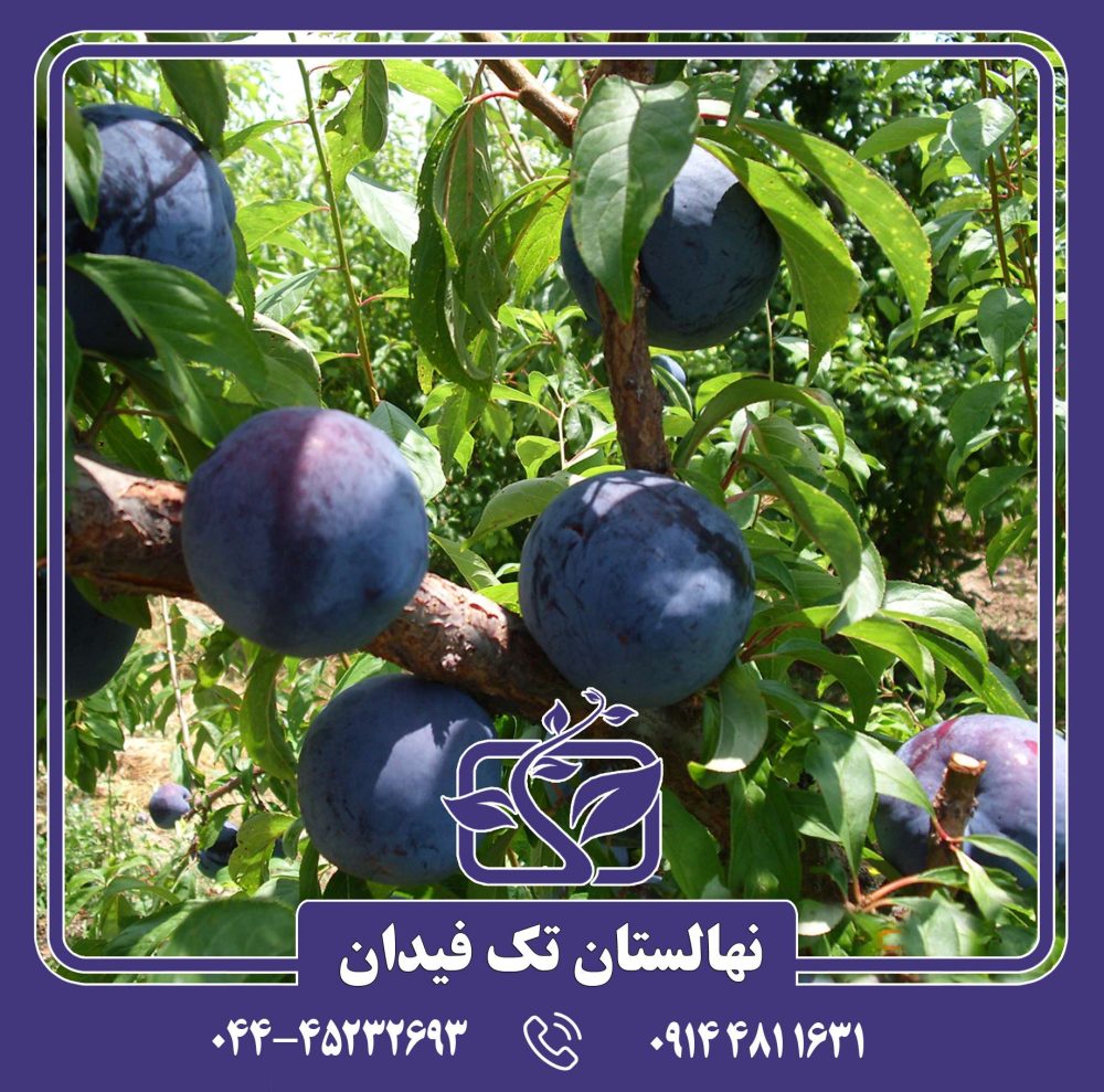 نهال آلو انجیری