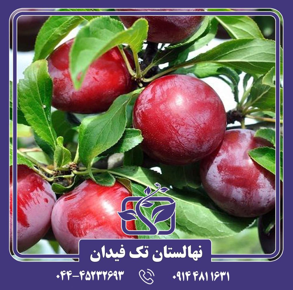 نهال آلو اوبیلناجا