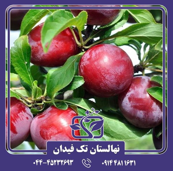 نهال آلو اوبیلناجا