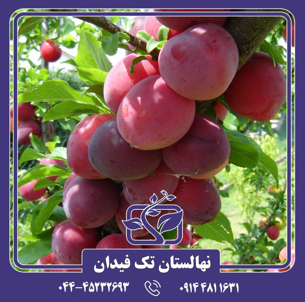 نهال آلو اوبیلناجا