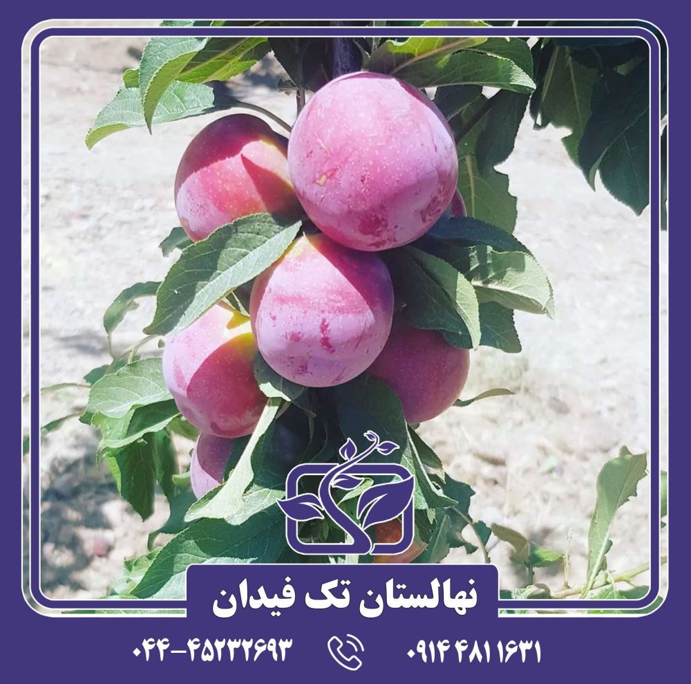 نهال آلو اوبیلناجا