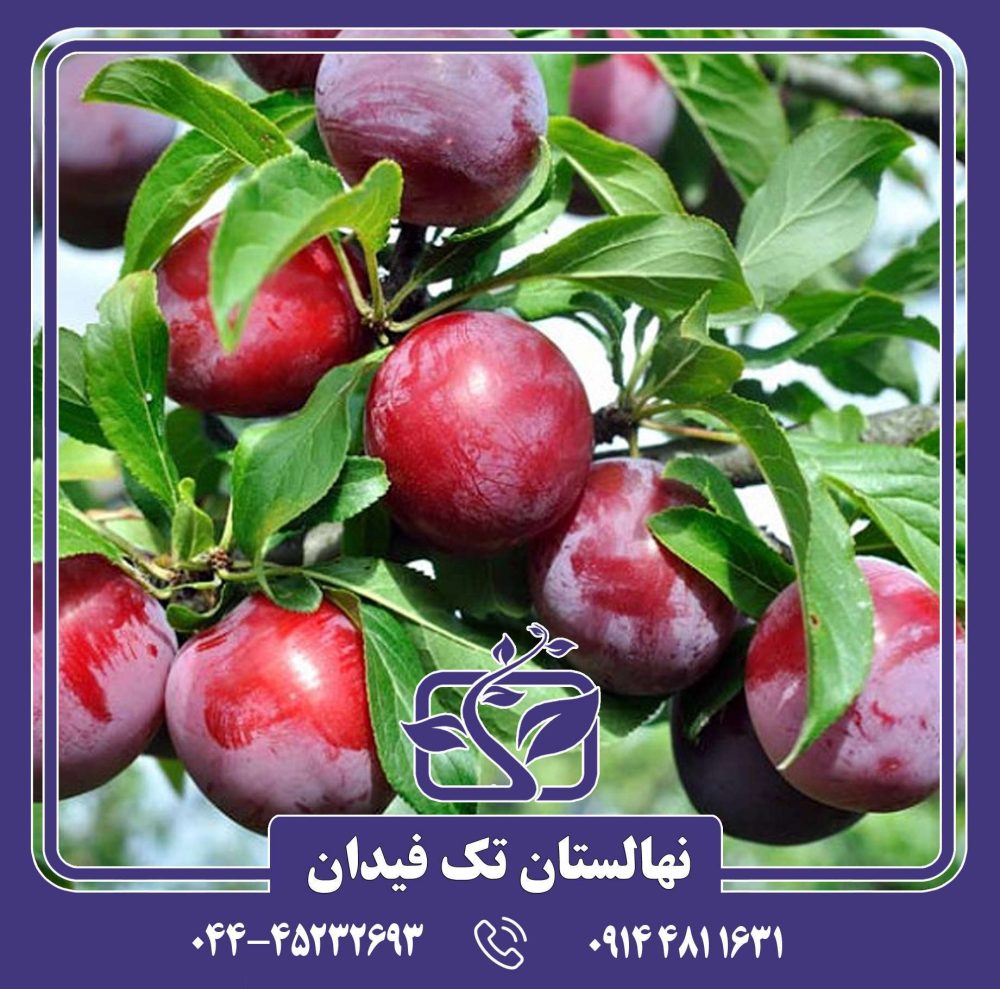 نهال آلو اوزارک پرمیر