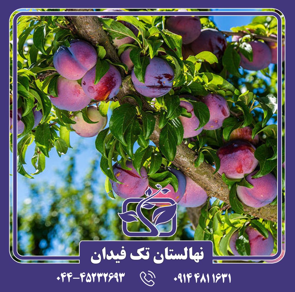 نهال آلو اوزارک پرمیر