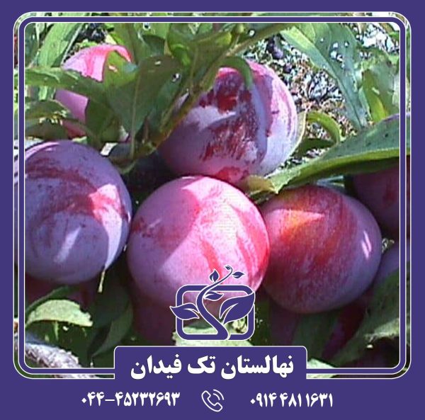 نهال آلو اوزارک پرمیر