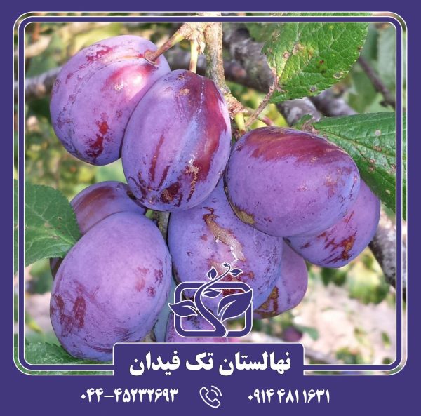 نهال آلو اپال