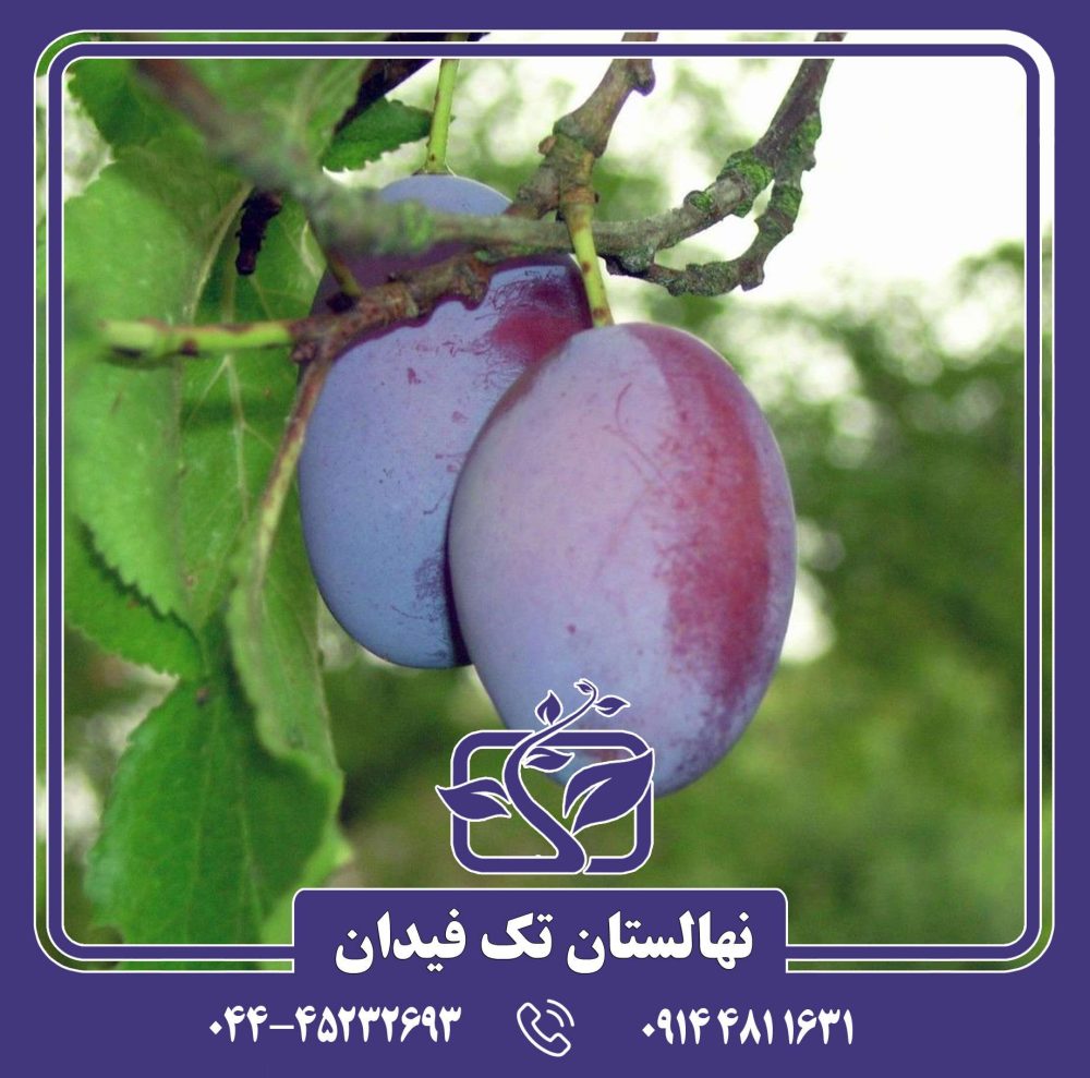 نهال آلو اپال