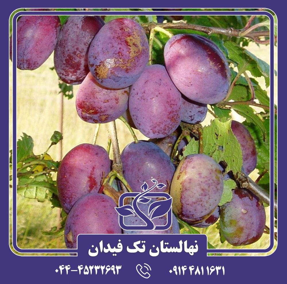 نهال آلو اپال