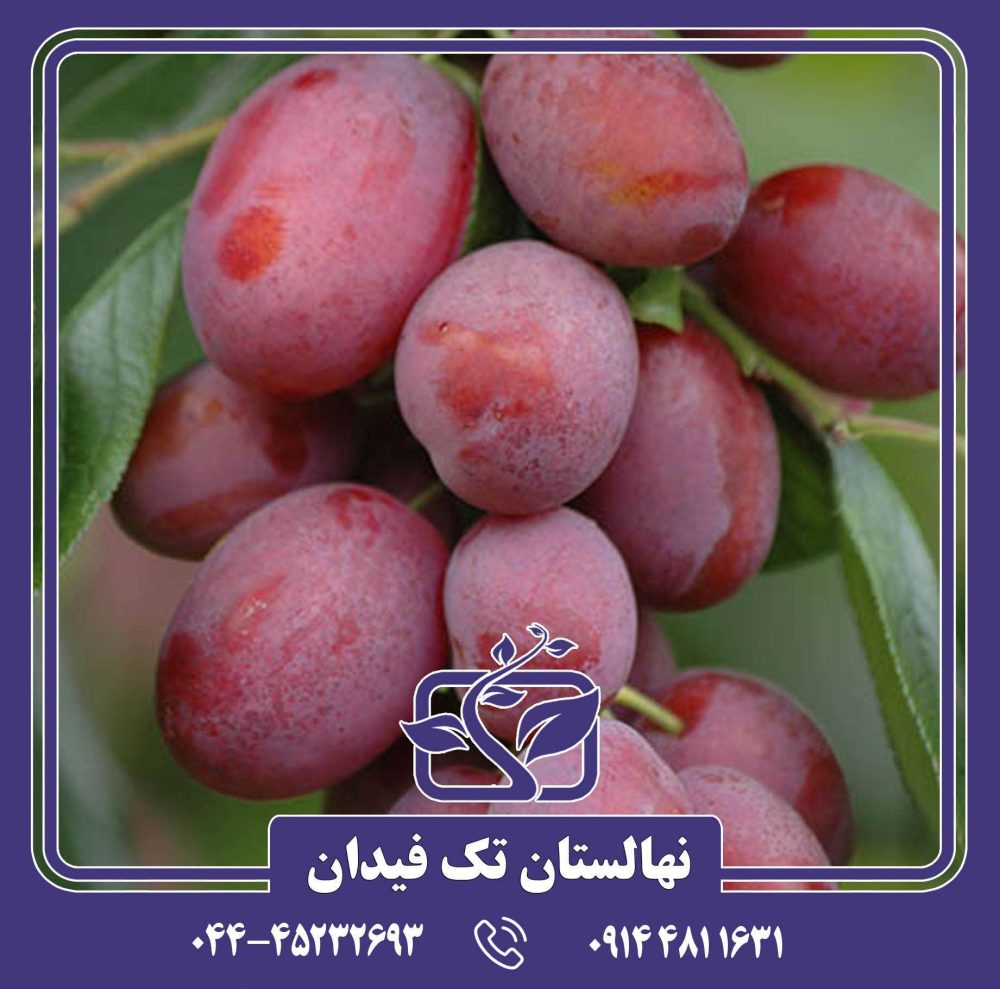 نهال آلو اپال