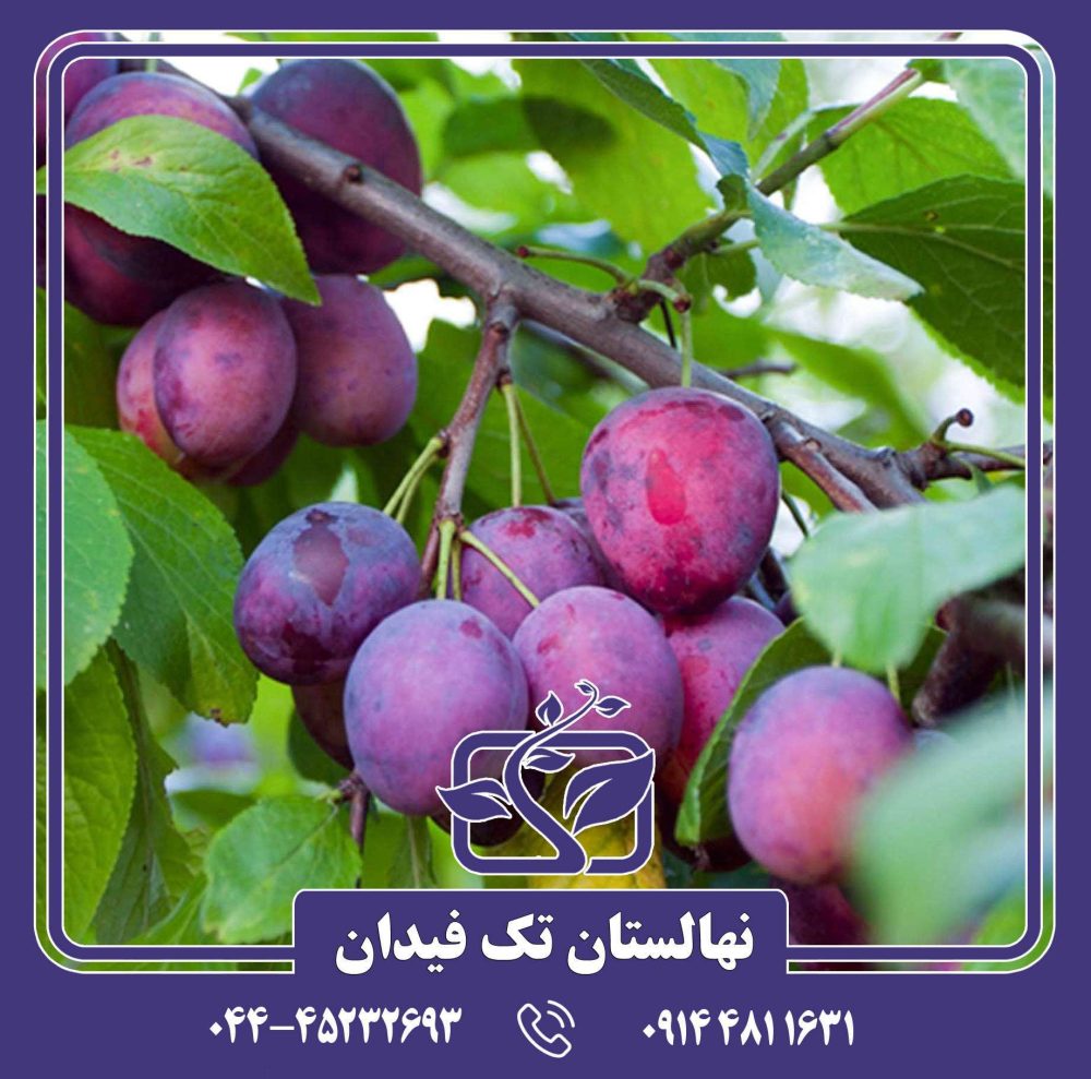 نهال آلو اپال