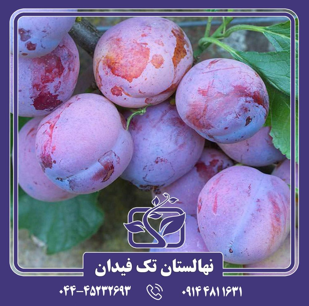 نهال آلو اپال