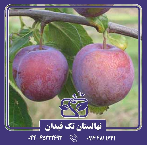 نهال آلو اکسکالیبر