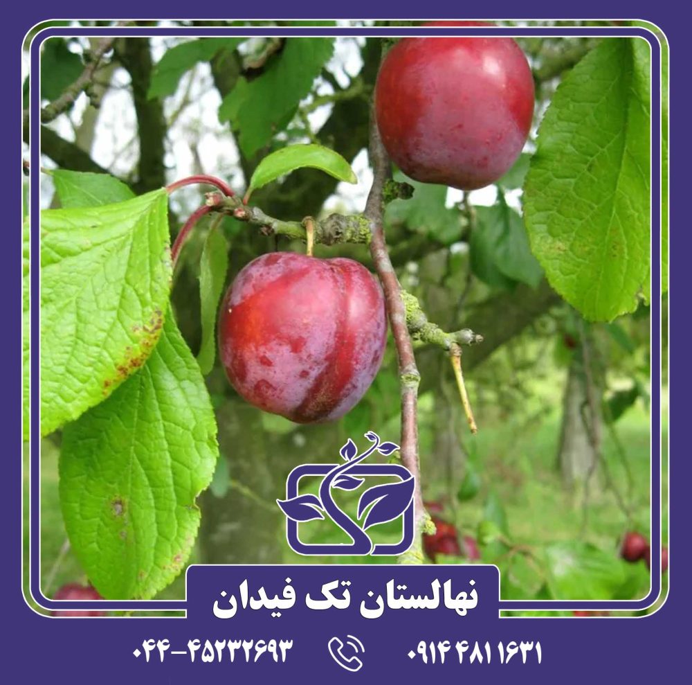 نهال آلو اکسکالیبر