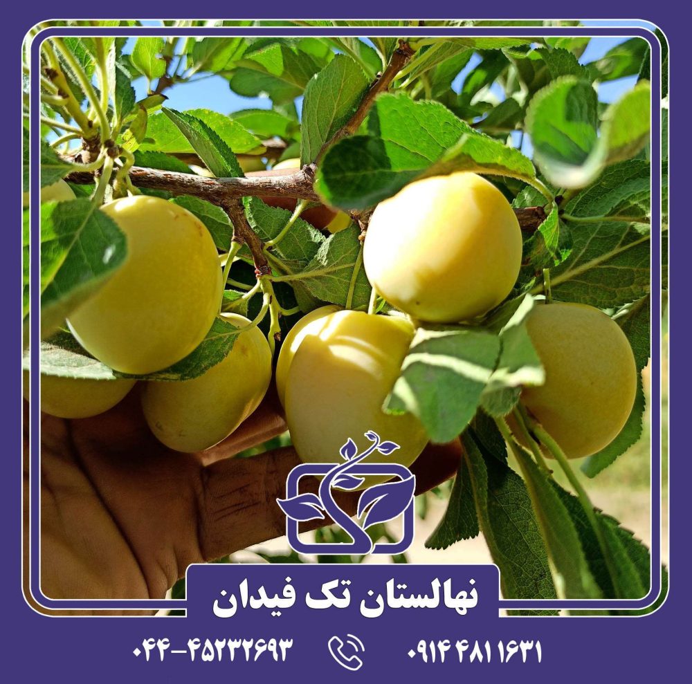 نهال آلو بخارا زرد