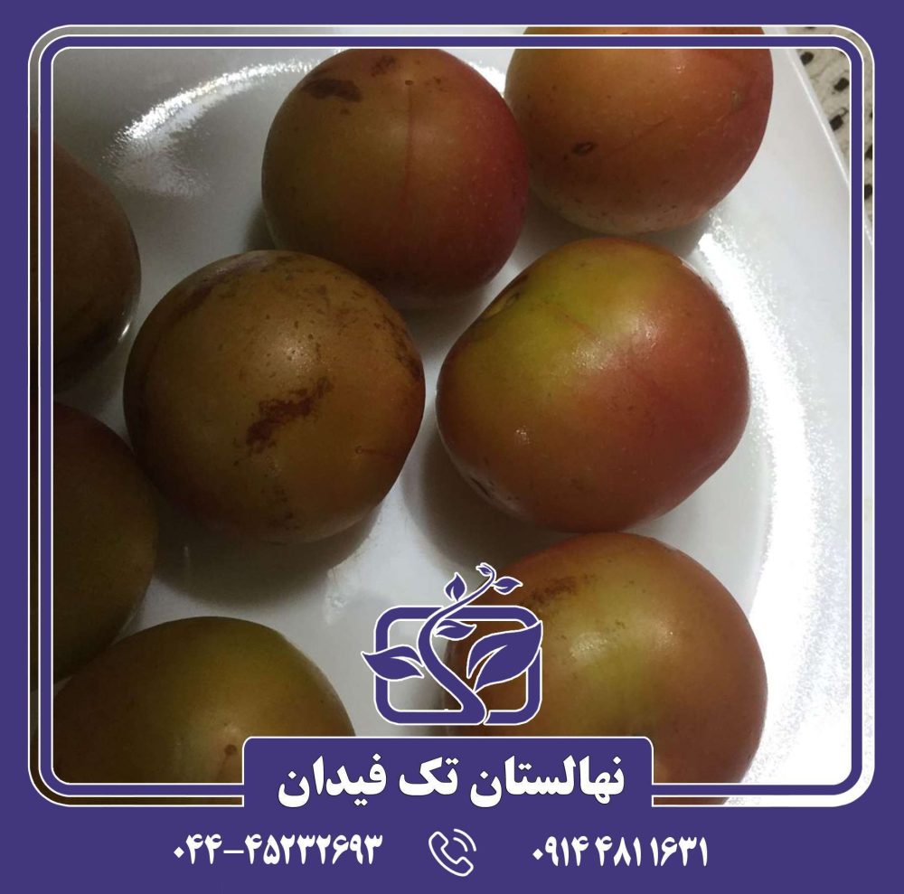 نهال آلو برقانی