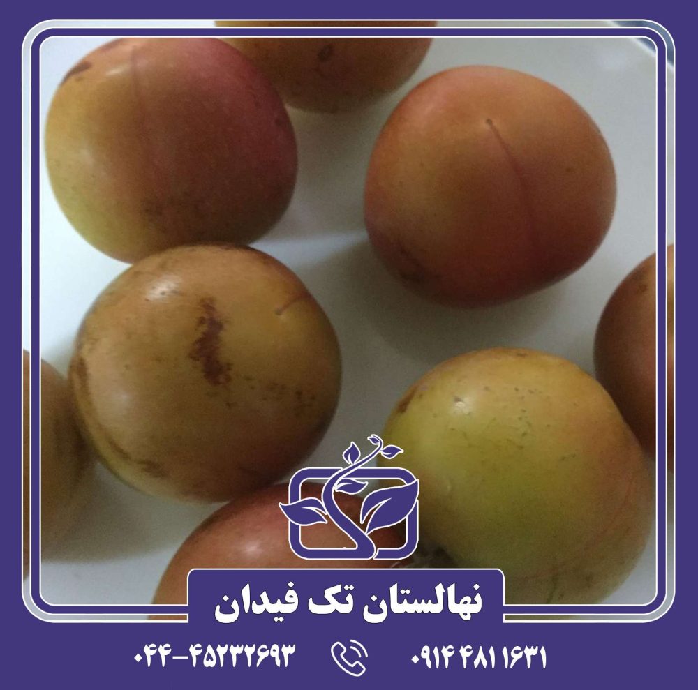 نهال آلو برقانی