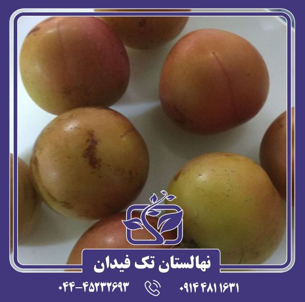 نهال آلو برقانی