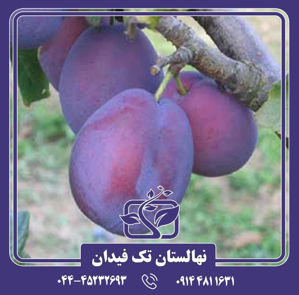 نهال آلو بل دو لویین