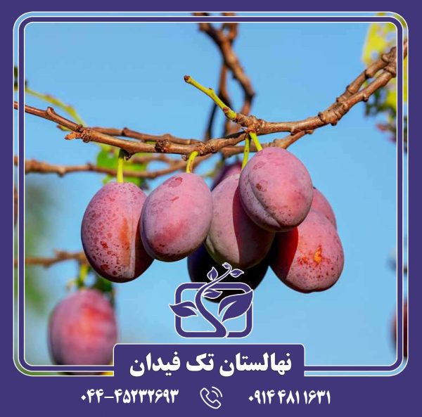 نهال آلو بل دو لویین