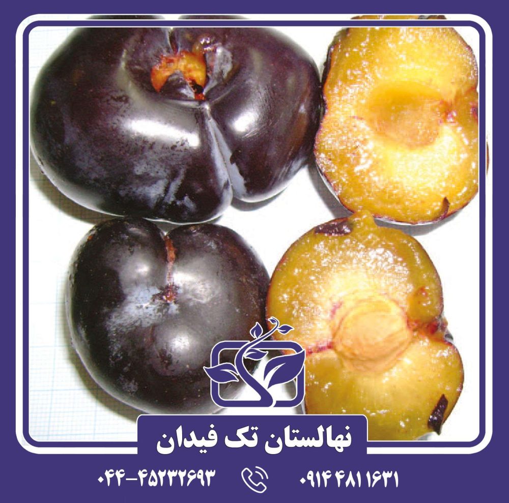 نهال آلو بلک استار