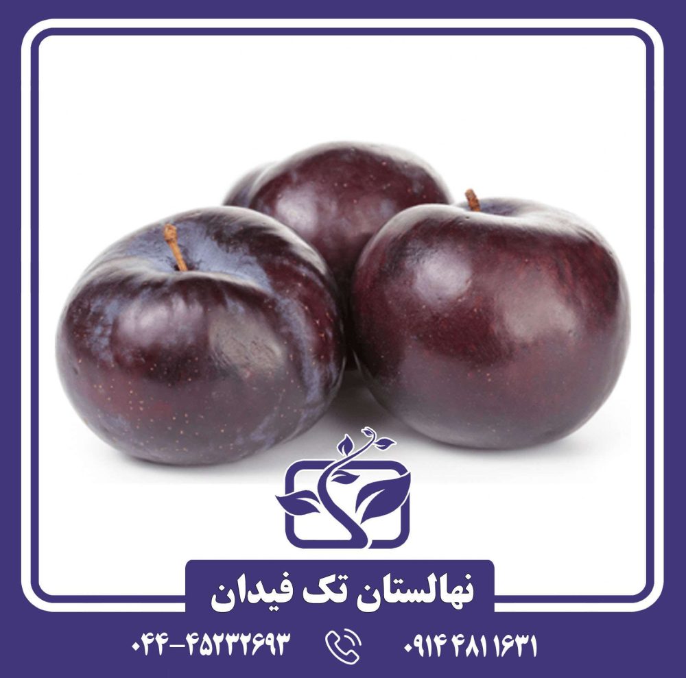 نهال آلو بلک اسپلندور