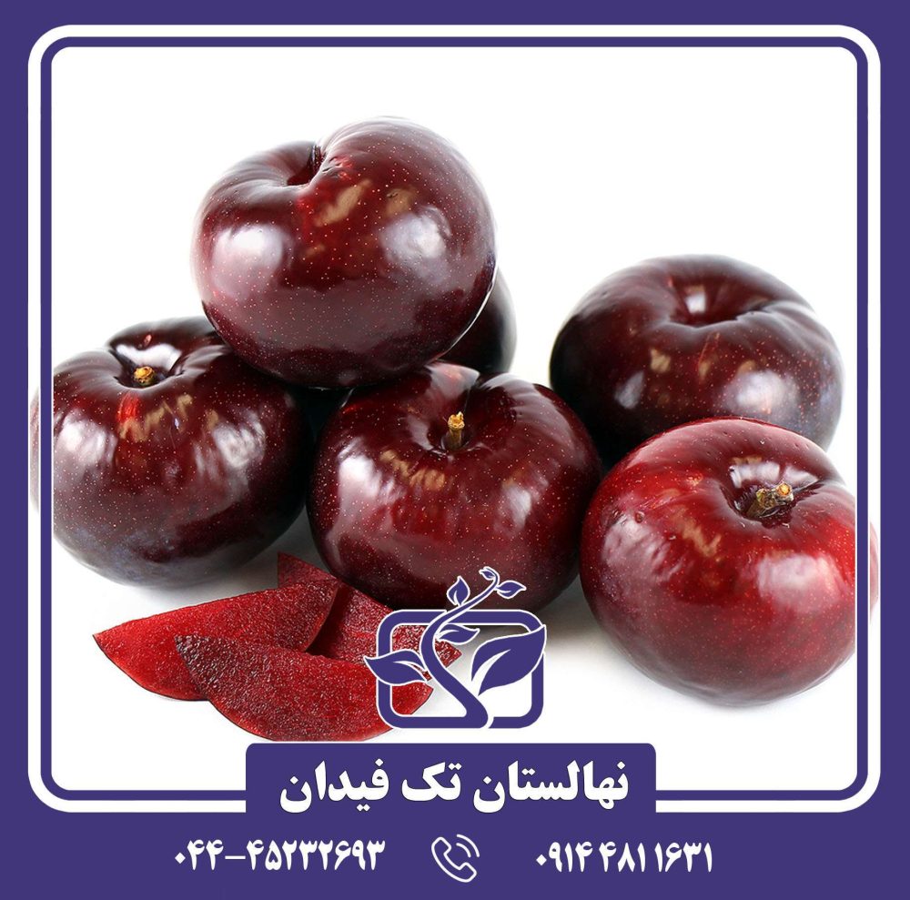 نهال آلو بلک اسپلندور