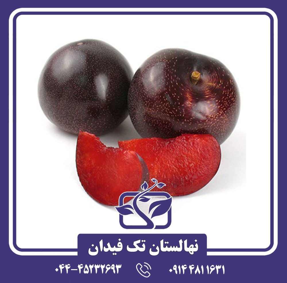 نهال آلو بلک اسپلندور