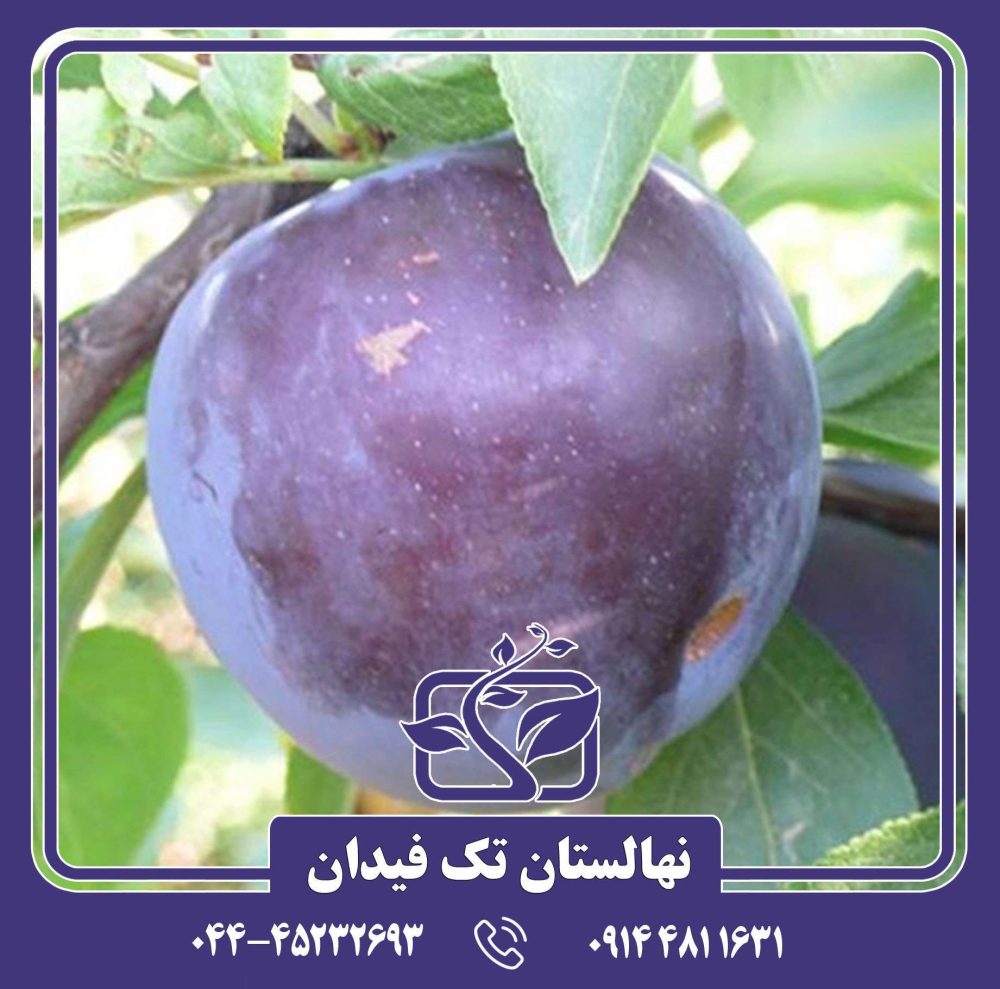 نهال آلو بلک اسپلندور