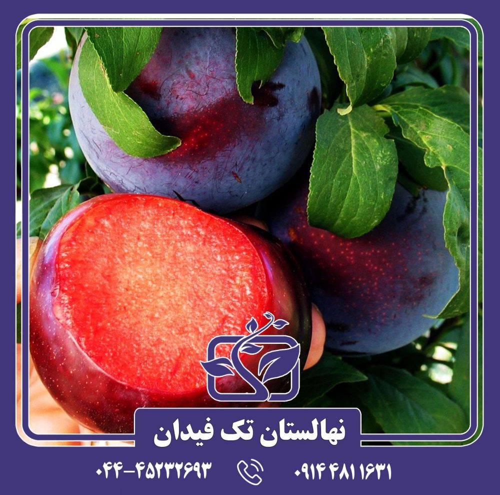 نهال آلو بلک دیاموند