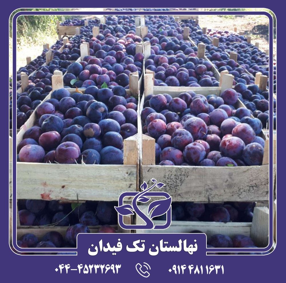 نهال آلو بلک دیاموند