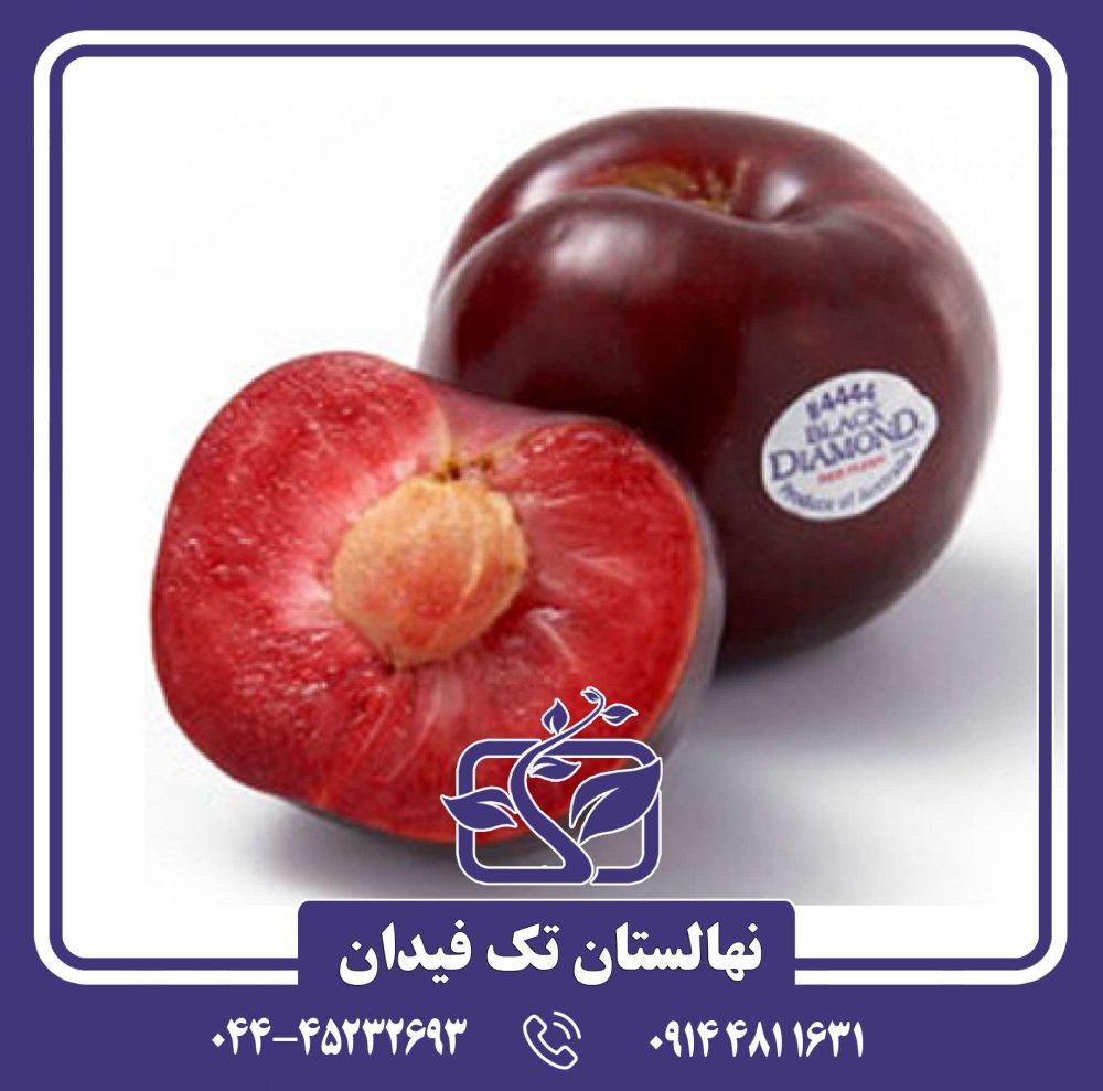 نهال آلو بلک دیاموند