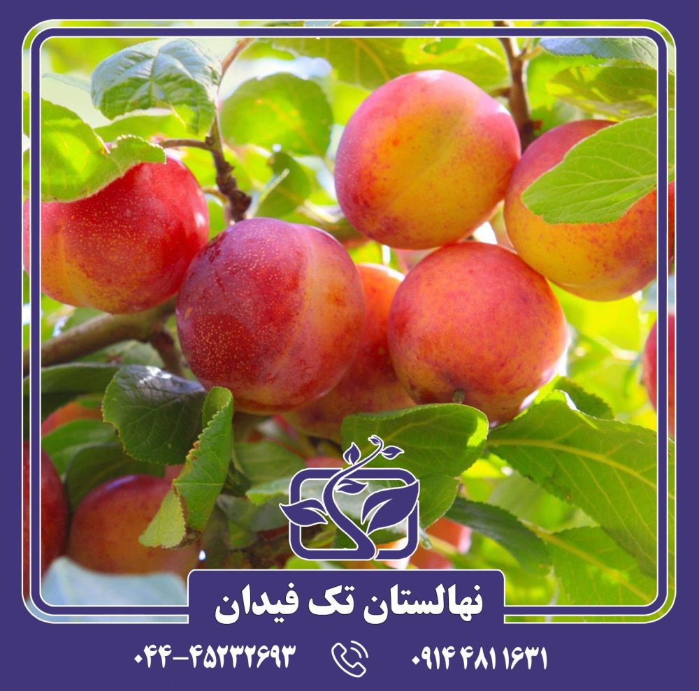 نهال آلو توکا