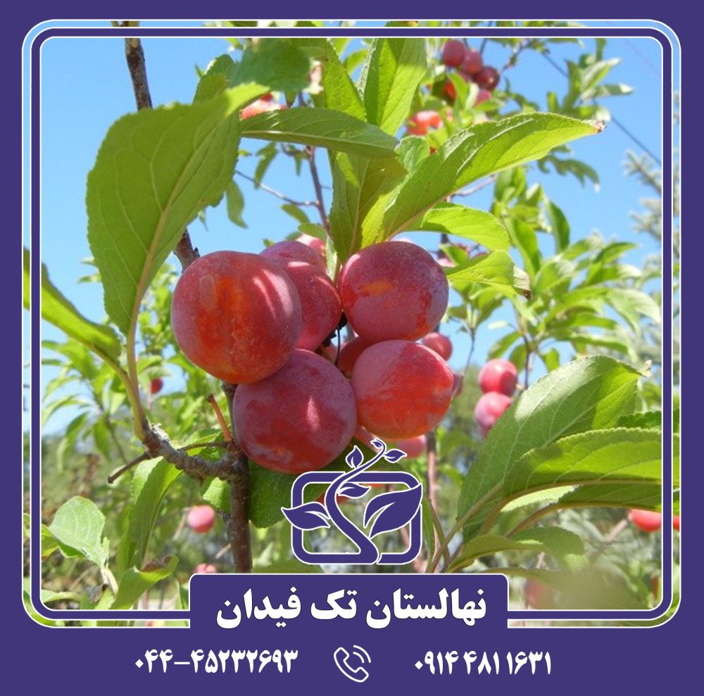 نهال آلو توکا