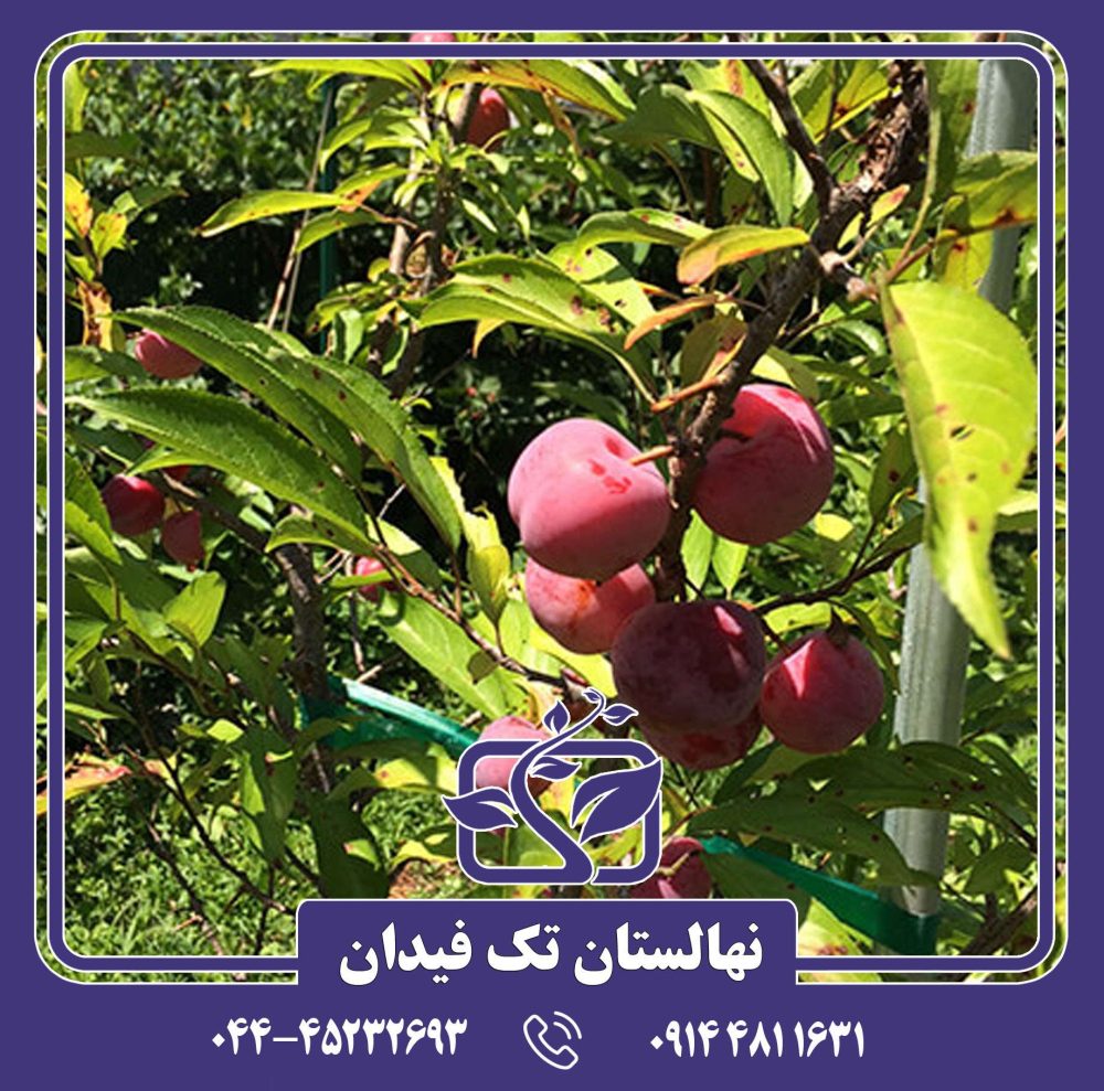 نهال آلو توکا