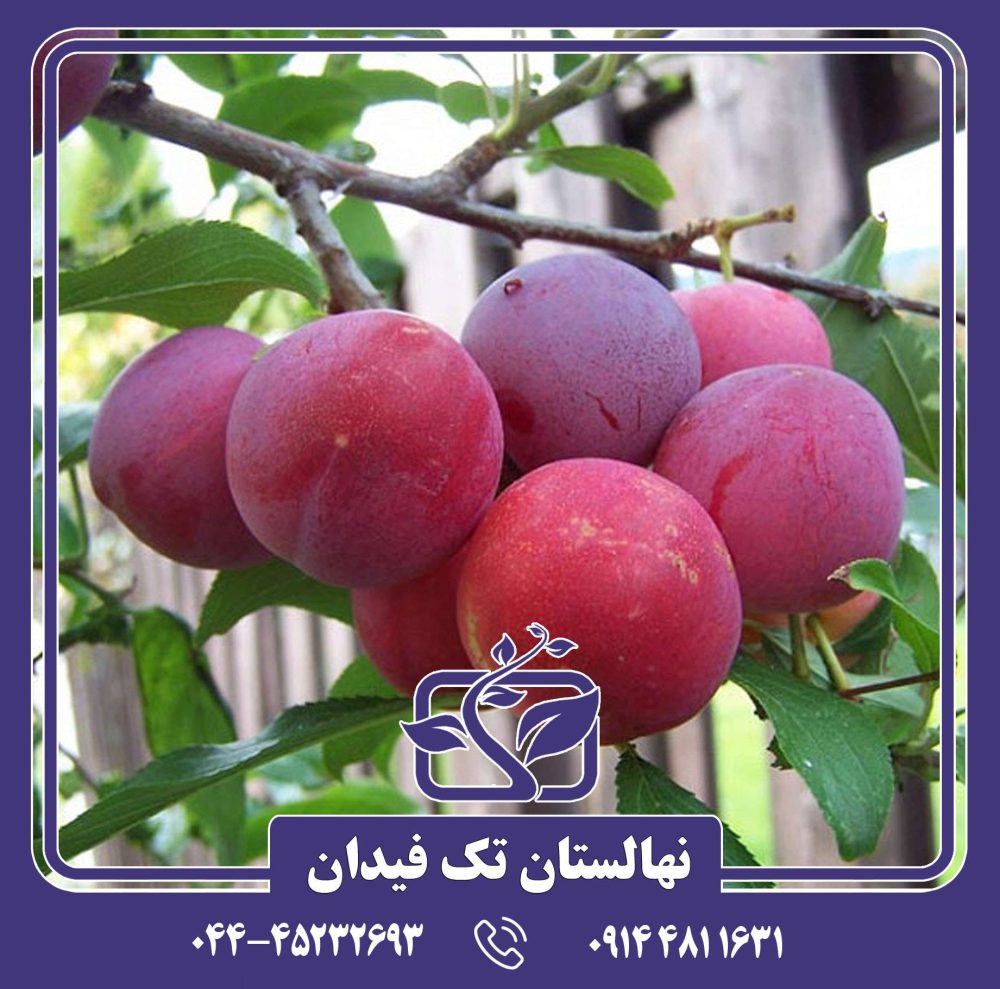 نهال آلو توکا