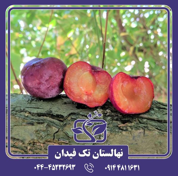 نهال آلو توکا