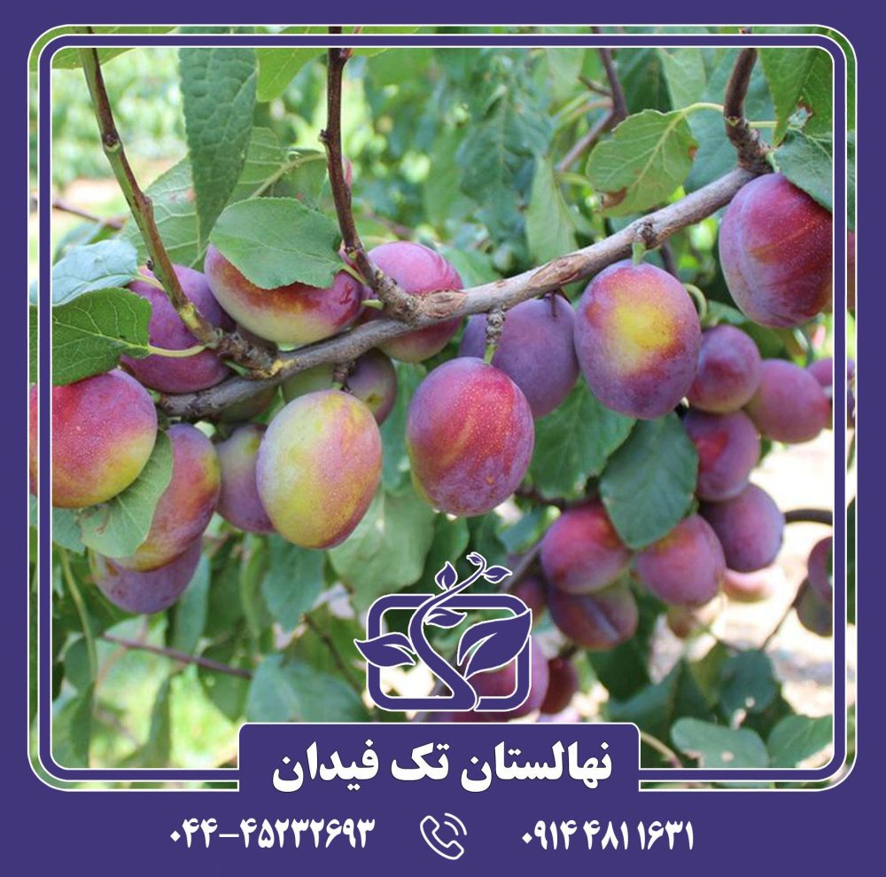 نهال آلو جوبیلیوم