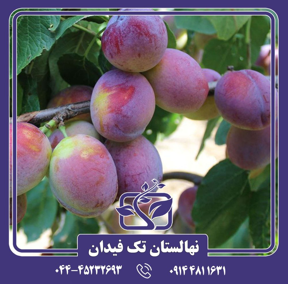 نهال آلو جوبیلیوم