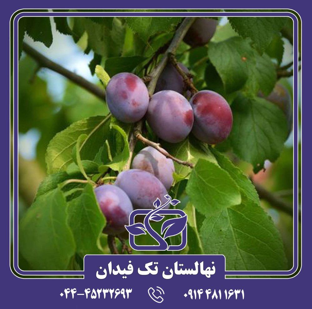 نهال آلو جوبیلیوم