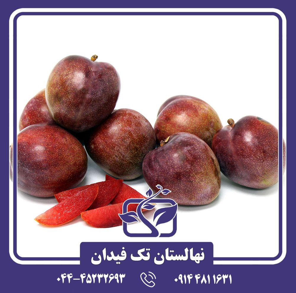 نهال آلو خاکی