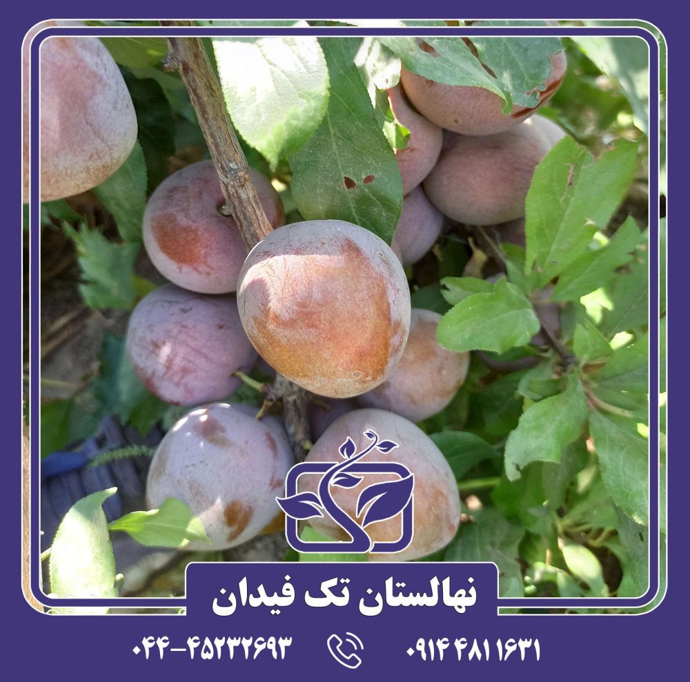 نهال آلو خونی