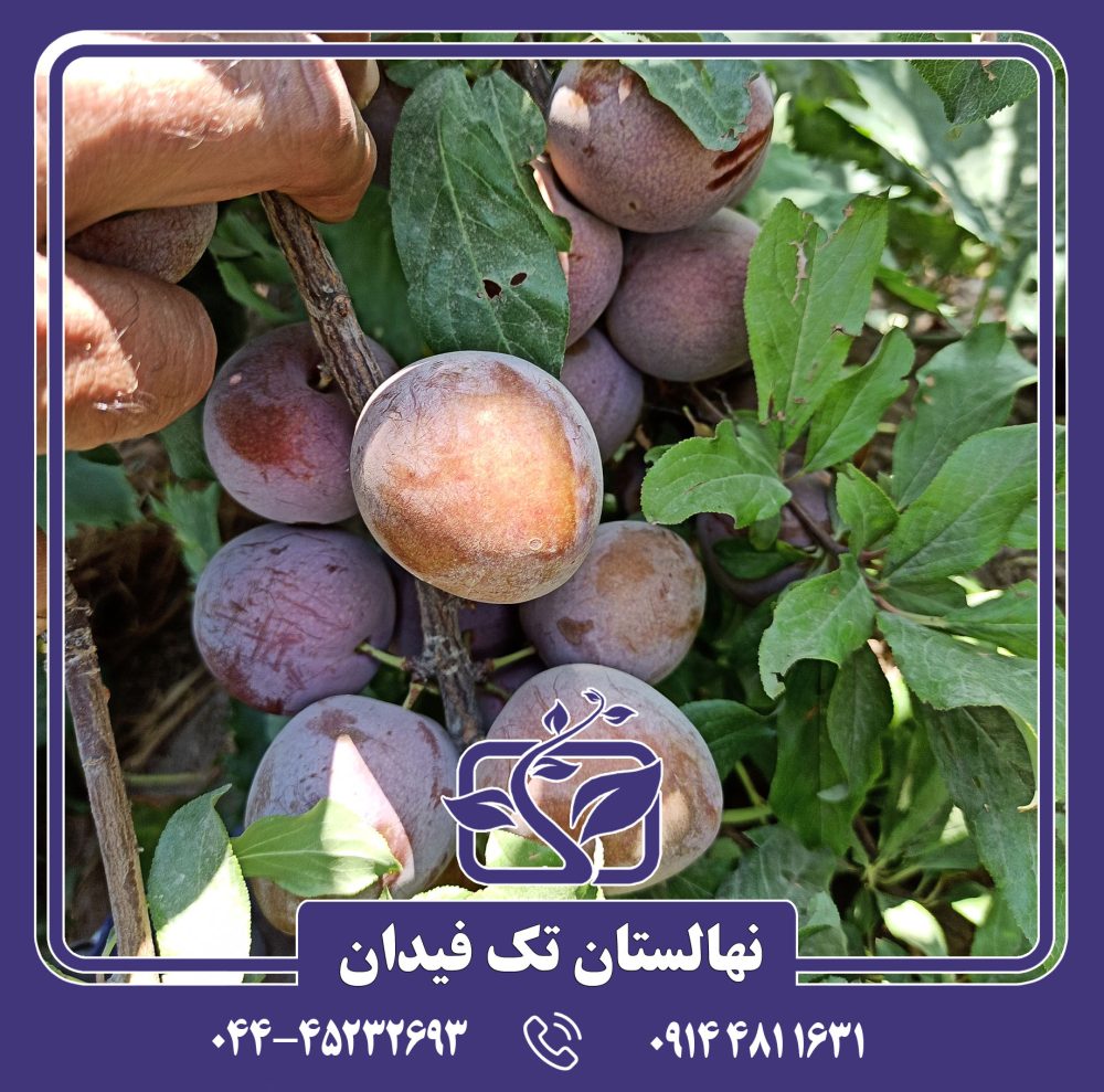 نهال آلو خونی