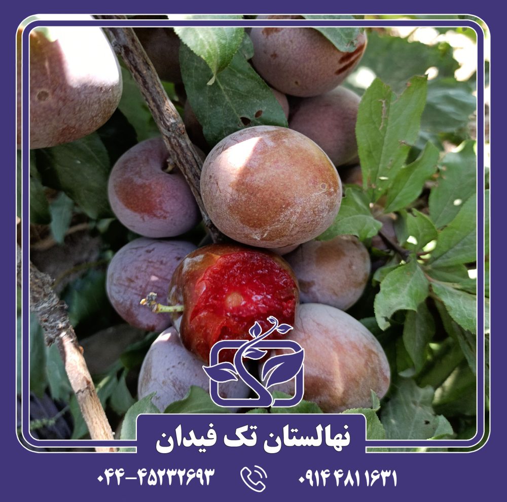 نهال آلو خونی