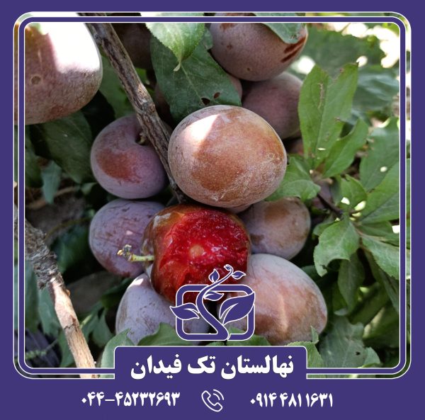 نهال آلو خونی