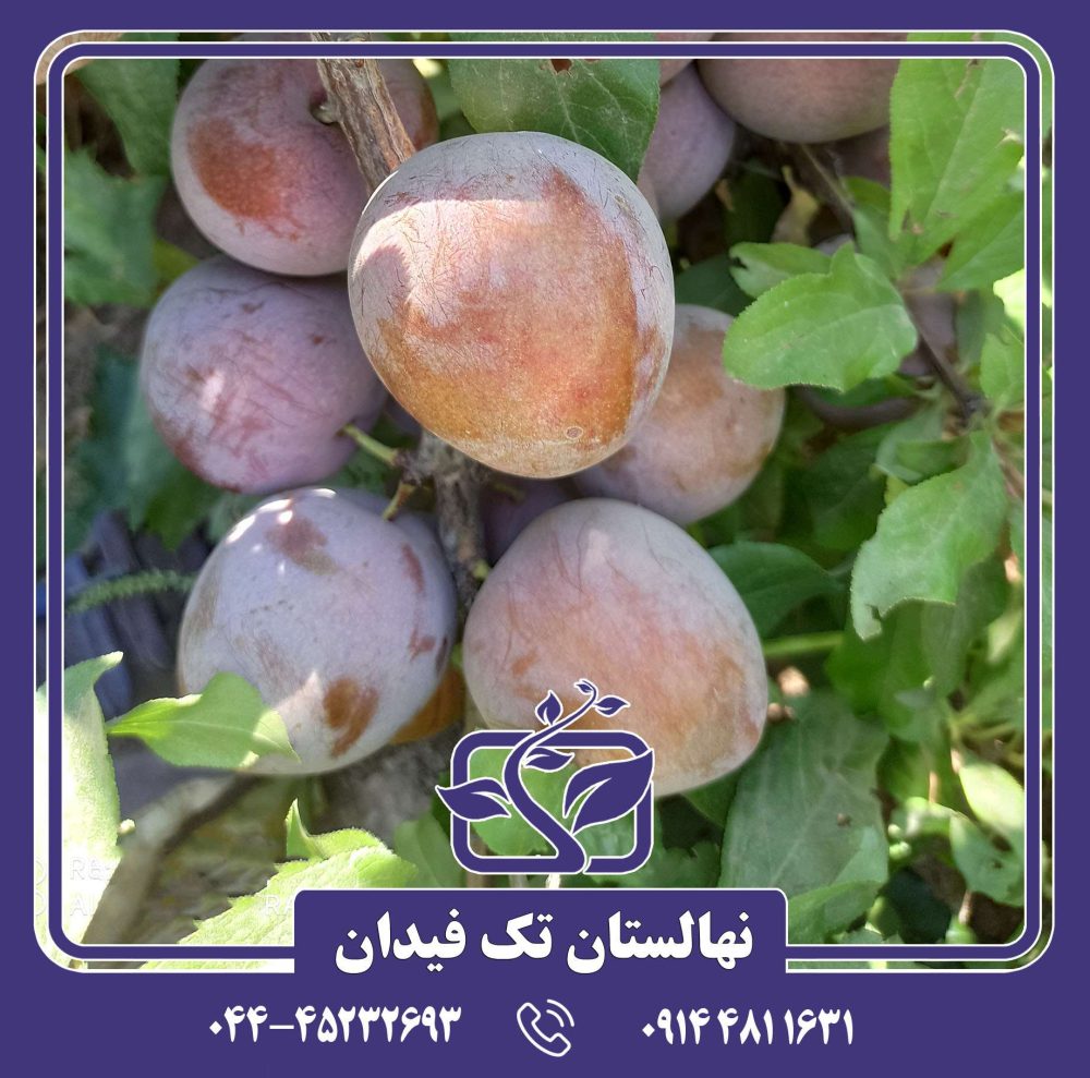 نهال آلو خاکی