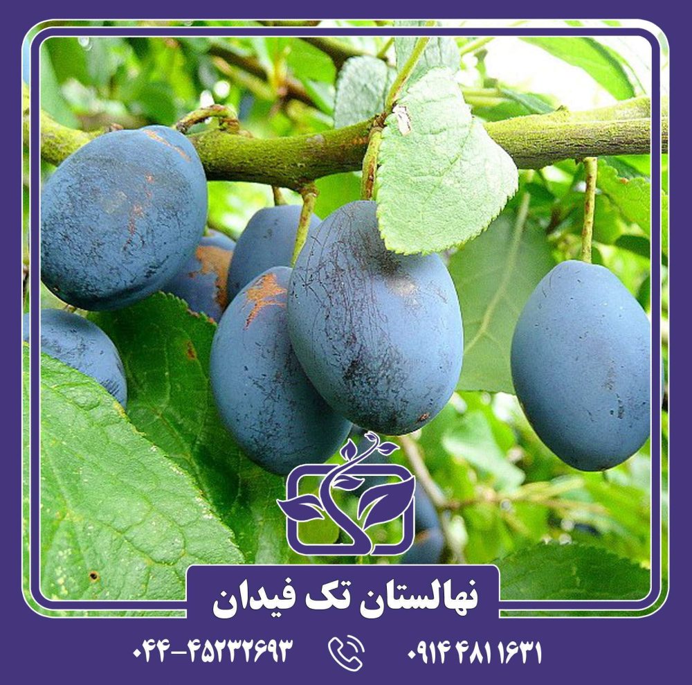 نهال آلو دامسون