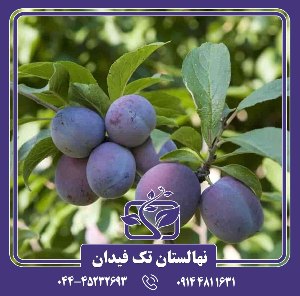 نهال آلو دامسون