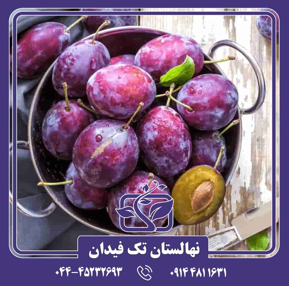 نهال آلو دامسون